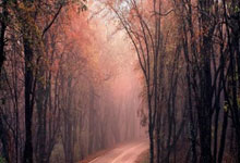 熊猫体育：[亚冬会]短道速滑女子500米1／4决赛.